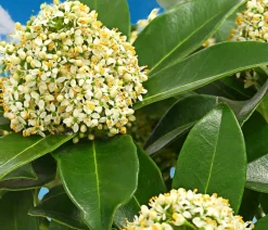 Dehner Blühende Sträucher > Blütenskimmie 'White Globe'