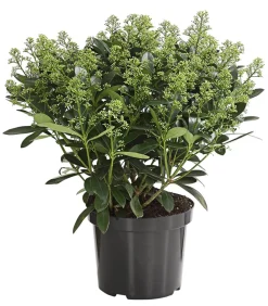 Dehner Blütenskimmie 'White Lady' Weiß Sale
