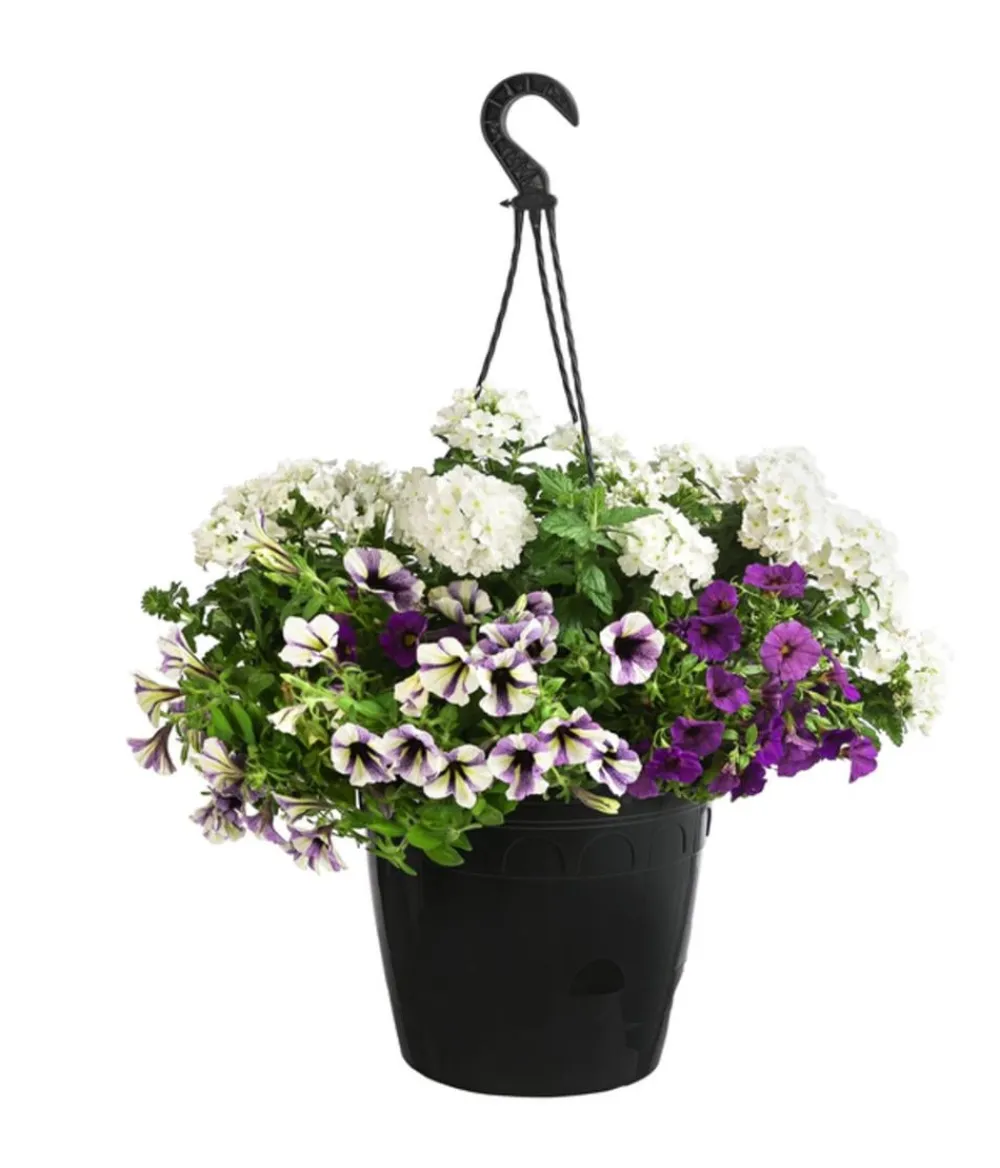 Dehner Pflanzenampeln|Sommerblumen > Blumenampel, verschiedene Sorten
