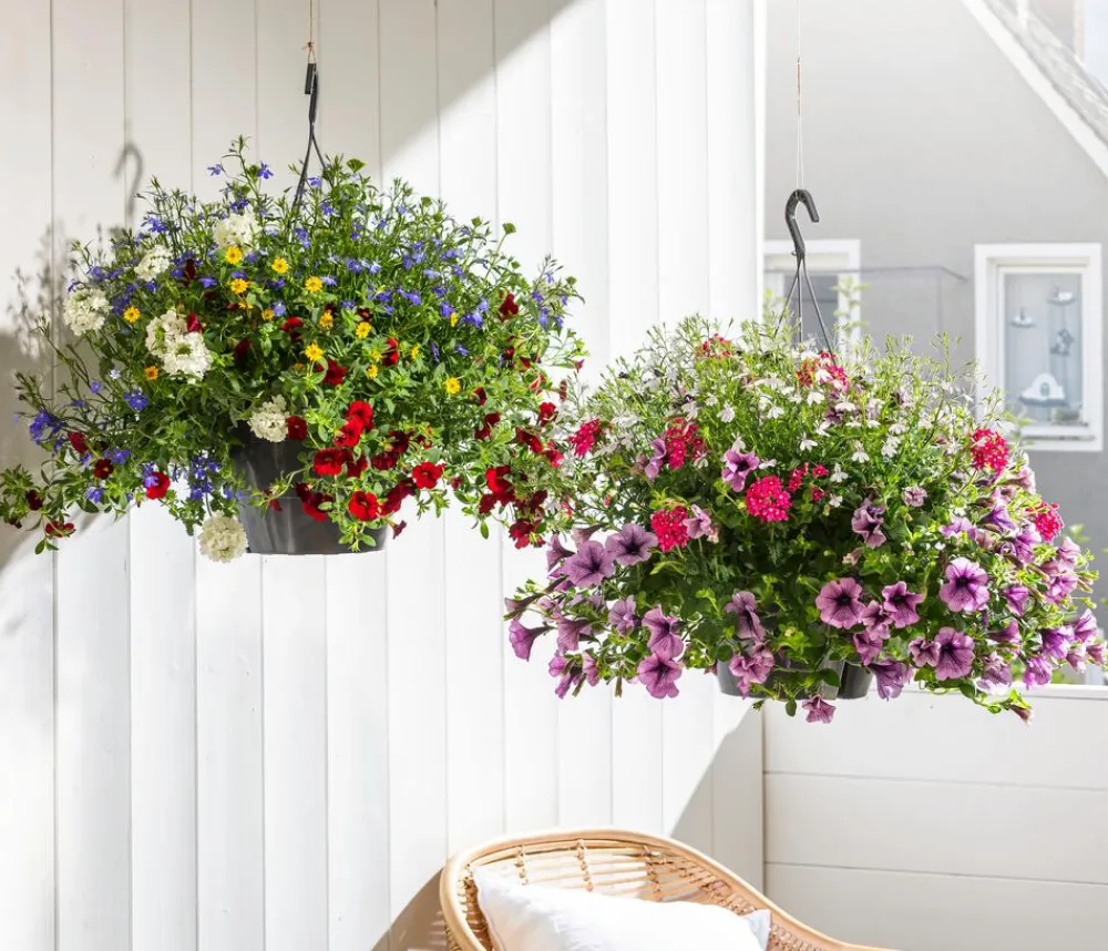 Dehner Pflanzenampeln|Sommerblumen > Blumenampel, verschiedene Sorten