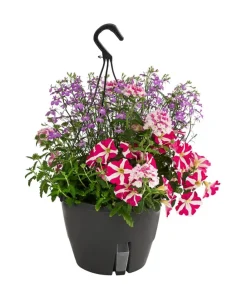Dehner Pflanzenampeln|Sommerblumen > Blumenampel, verschiedene Sorten