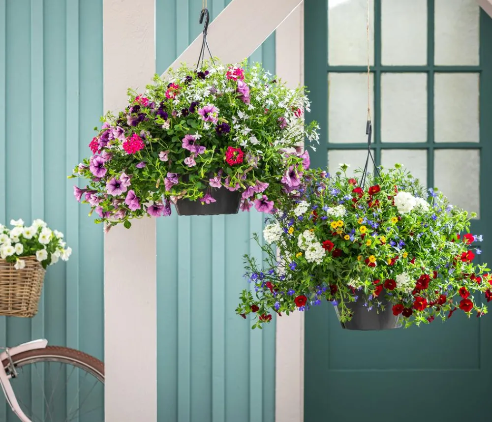 Dehner Pflanzenampeln|Sommerblumen > Blumenampel, verschiedene Sorten