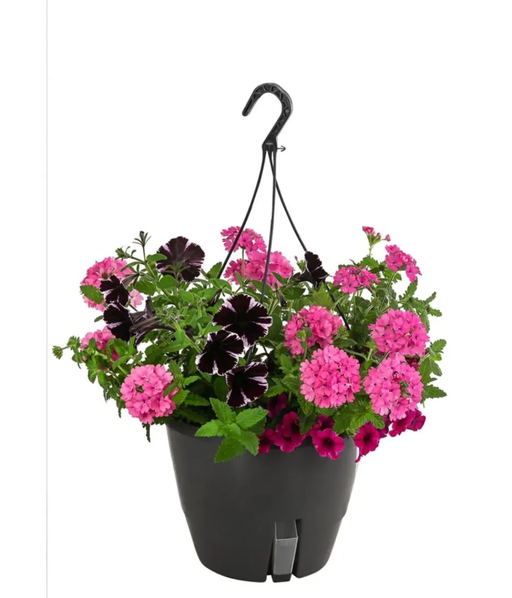 Dehner Pflanzenampeln|Sommerblumen > Blumenampel, verschiedene Sorten