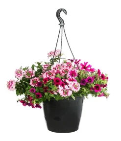 Dehner Pflanzenampeln|Sommerblumen > Blumenampel, verschiedene Sorten