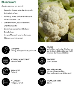 Dehner Blumenkohl, 6er Schale Discount