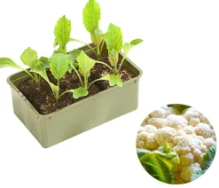 Dehner Blumenkohl, 6er Schale Discount