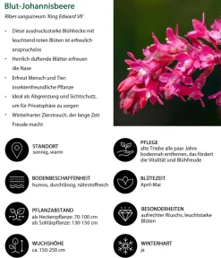 Dehner Laubgehölze|Blühende Sträucher - Blut-Johannisbeere 'King Edward VII' Pink
