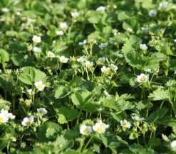 Dehner Erdbeer-Ernte Erdbeerpflanzen > Bodendeckererdbeere, 8er-Schale