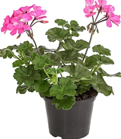 Dehner Geranien|Sommerblumen - Bodendecker-Geranie 'Caliente Dark', verschiedene Farben