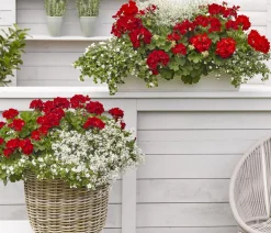 Dehner Bodendeckergeranie 'Rubin' Rot Best