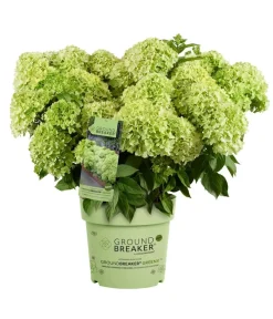Dehner Hortensien > Bodendecker-Rispen-Hortensie Groundbreaker® 'Greeny' ™
