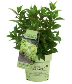Dehner Hortensien > Bodendecker-Rispen-Hortensie Groundbreaker® 'Greeny' ™
