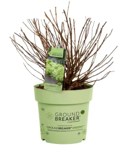 Dehner Hortensien > Bodendecker-Rispen-Hortensie Groundbreaker® 'Greeny' ™