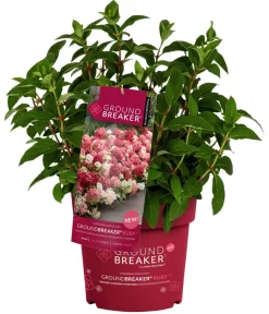 Dehner Hortensien > Bodendecker-Rispen-Hortensie Groundbreaker® 'Ruby' ™, 4er-Set