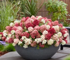 Dehner Hortensien > Bodendecker-Rispen-Hortensie Groundbreaker® 'Ruby' ™, 4er-Set