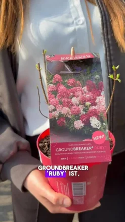 Dehner Hortensien > Bodendecker-Rispen-Hortensie Groundbreaker® 'Ruby' ™, 4er-Set