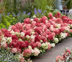 Dehner Hortensien > Bodendecker-Rispen-Hortensie Groundbreaker® 'Ruby' ™, 4er-Set
