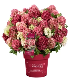 Dehner Hortensien > Bodendecker-Rispen-Hortensie Groundbreaker® 'Ruby' ™, 4er-Set