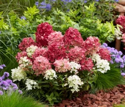 Dehner Hortensien > Bodendecker-Rispen-Hortensie Groundbreaker® 'Ruby' ™, 4er-Set