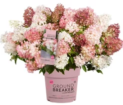 Dehner Hortensien > Bodendecker-Rispen-Hortensie Groundbreaker® 'Blush' ™