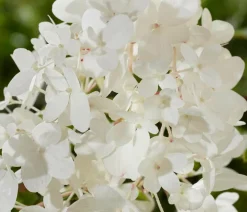 Dehner Hortensien > Bodendecker-Rispen-Hortensie Groundbreaker® 'Blush' ™