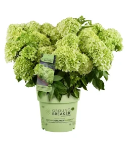 Dehner Bodendecker-Rispen-Hortensie Groundbreaker® 'Greeny' ™, 4er-Set Grün