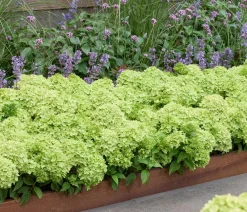 Dehner Bodendecker-Rispen-Hortensie Groundbreaker® 'Greeny' ™, 4er-Set Grün