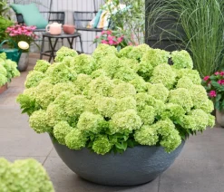 Dehner Bodendecker-Rispen-Hortensie Groundbreaker® 'Greeny' ™, 4er-Set Grün