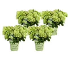 Dehner Bodendecker-Rispen-Hortensie Groundbreaker® 'Greeny' ™, 4er-Set Grün