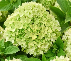 Dehner Bodendecker-Rispen-Hortensie Groundbreaker® 'Greeny' ™, 4er-Set Grün