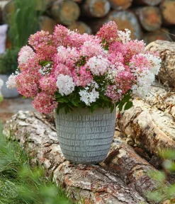 Dehner Bodendecker-Rispen-Hortensie Groundbreaker® 'Blush' ™ Sale
