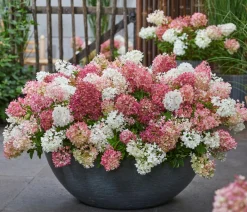 Dehner Bodendecker-Rispen-Hortensie Groundbreaker® 'Blush' ™ Sale