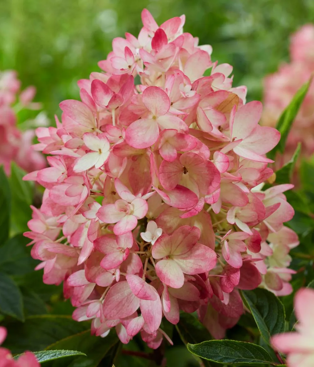 Dehner Bodendecker-Rispen-Hortensie Groundbreaker® 'Blush' ™ Sale