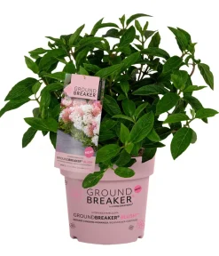 Dehner Bodendecker-Rispen-Hortensie Groundbreaker® 'Blush' ™ Sale