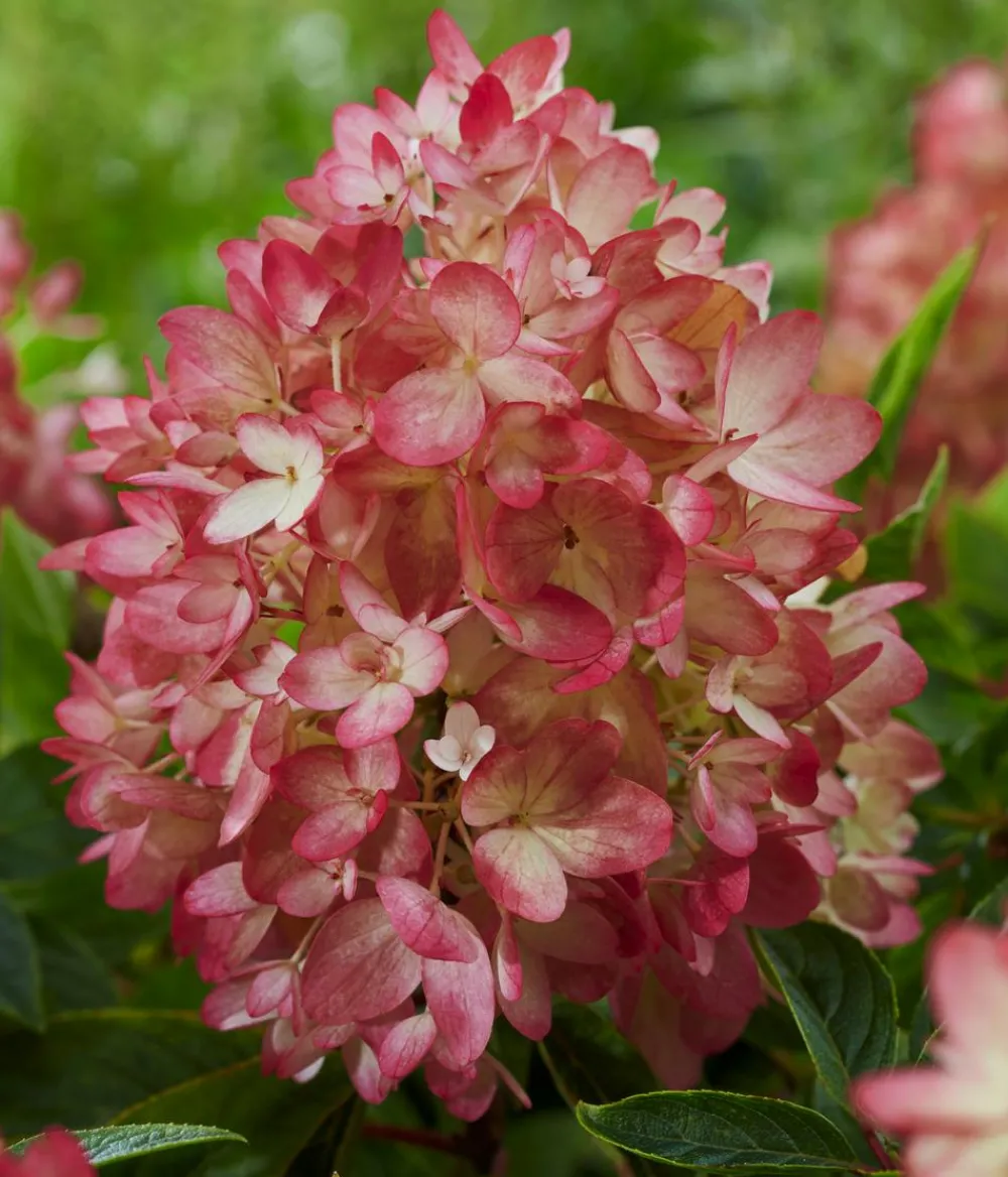 Dehner Bodendecker-Rispen-Hortensie Groundbreaker® 'Blush' ™ Sale