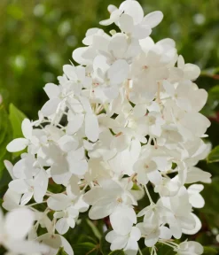 Dehner Hortensien - Bodendecker-Rispen-Hortensie Groundbreaker® 'Blush' ™, 4er-Set