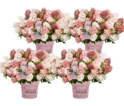 Dehner Hortensien - Bodendecker-Rispen-Hortensie Groundbreaker® 'Blush' ™, 4er-Set