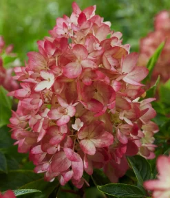 Dehner Hortensien - Bodendecker-Rispen-Hortensie Groundbreaker® 'Blush' ™, 4er-Set