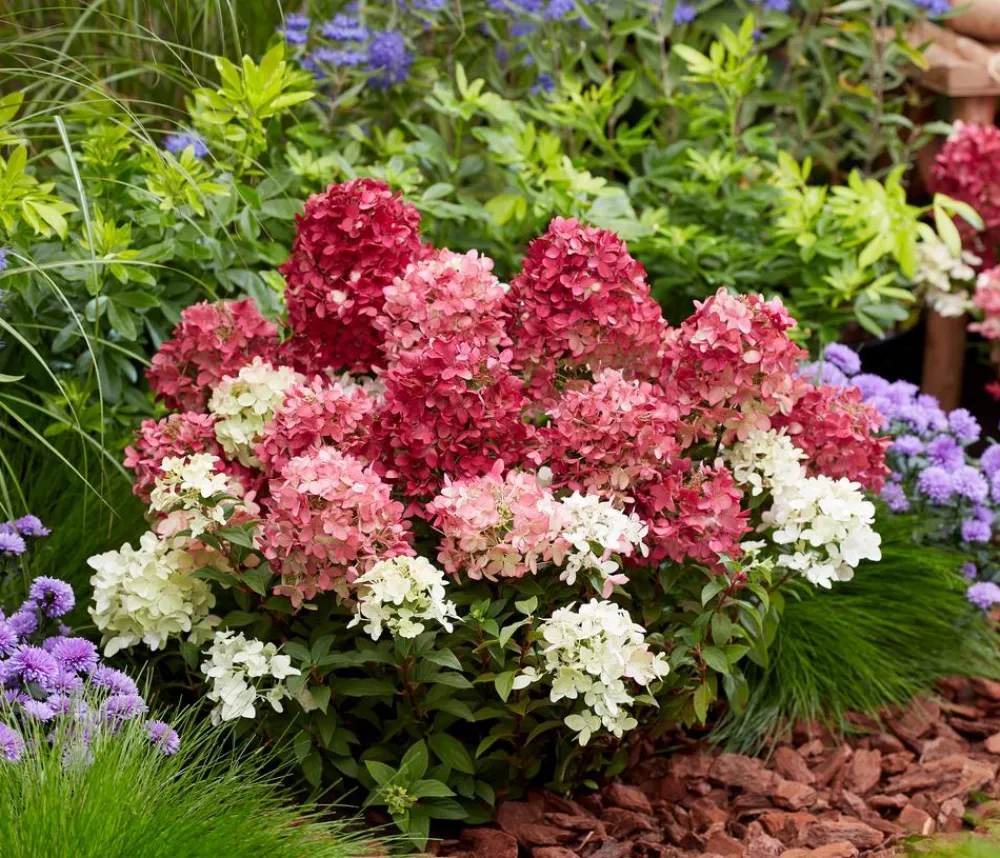 Dehner Hortensien - Bodendecker-Rispen-Hortensie Groundbreaker® 'Ruby' ™