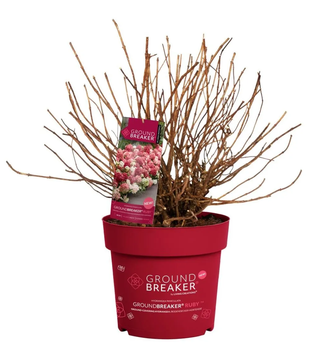 Dehner Hortensien - Bodendecker-Rispen-Hortensie Groundbreaker® 'Ruby' ™