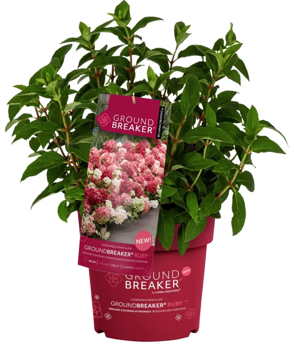 Dehner Hortensien - Bodendecker-Rispen-Hortensie Groundbreaker® 'Ruby' ™