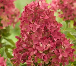 Dehner Hortensien - Bodendecker-Rispen-Hortensie Groundbreaker® 'Ruby' ™