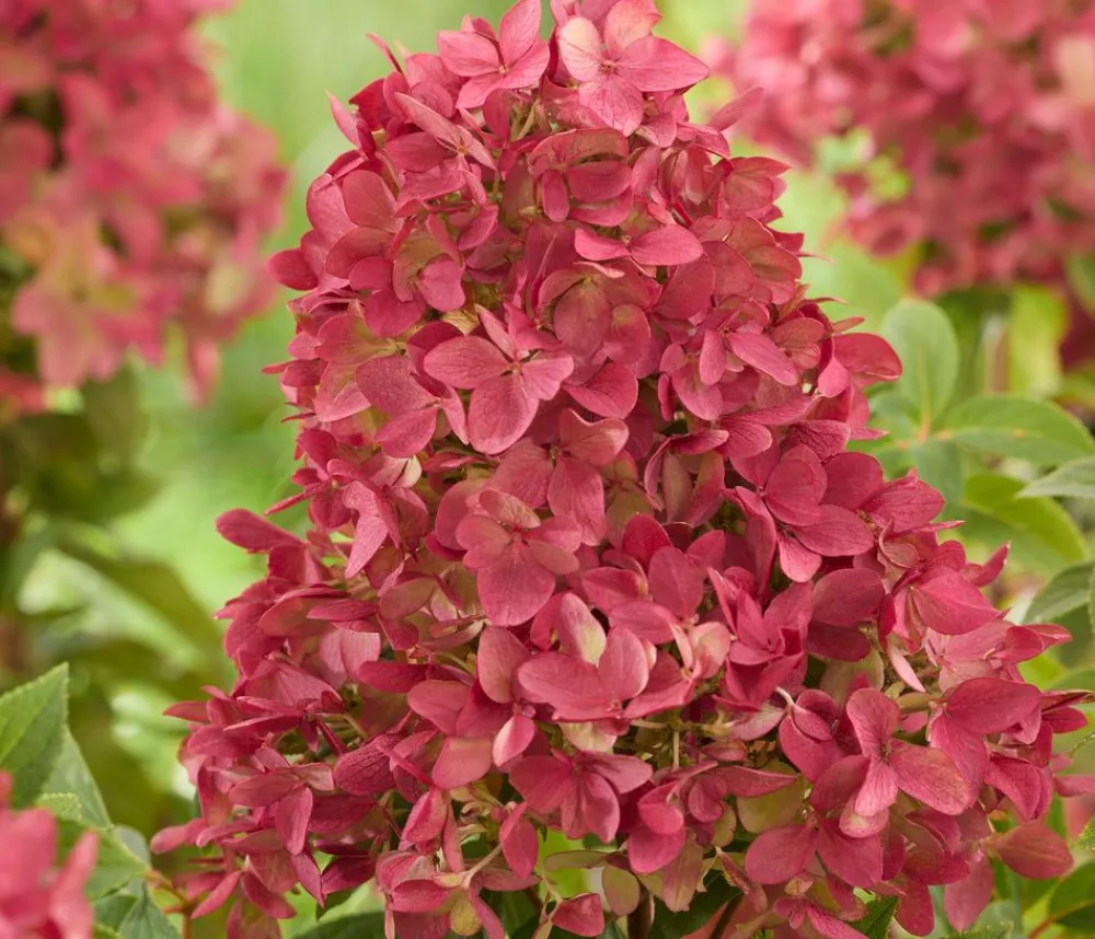 Dehner Hortensien - Bodendecker-Rispen-Hortensie Groundbreaker® 'Ruby' ™