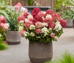 Dehner Hortensien - Bodendecker-Rispen-Hortensie Groundbreaker® 'Ruby' ™