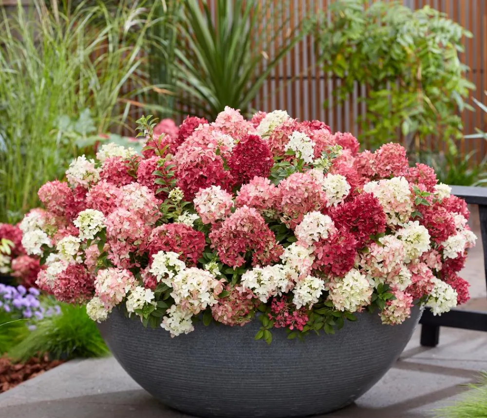 Dehner Hortensien - Bodendecker-Rispen-Hortensie Groundbreaker® 'Ruby' ™