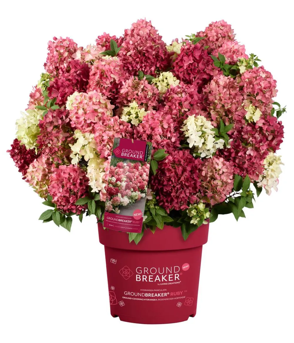Dehner Hortensien - Bodendecker-Rispen-Hortensie Groundbreaker® 'Ruby' ™