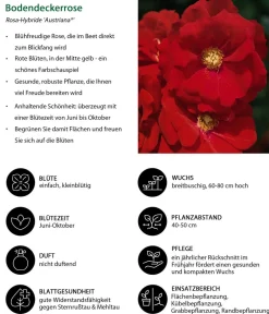 Dehner Rosen - Bodendeckerrose 'Austriana®' Rot