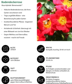 Dehner Rosen > Bodendeckerrose 'Bienenweide®',