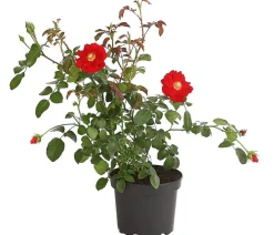 Dehner Bodendeckerrose 'Cityflor®', verschiedene Farben New
