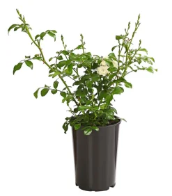 Dehner Grabschmuck & Grabgestaltung|Bodendecker & Efeu > Bodendeckerrose 'Crystal Fairy®'
